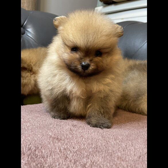 Pomeranian - Dogs