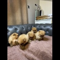 Pomeranian - Dogs