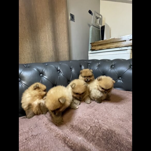 Pomeranian - Dogs
