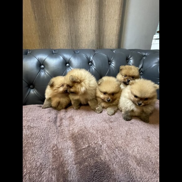 Pomeranian - Dogs