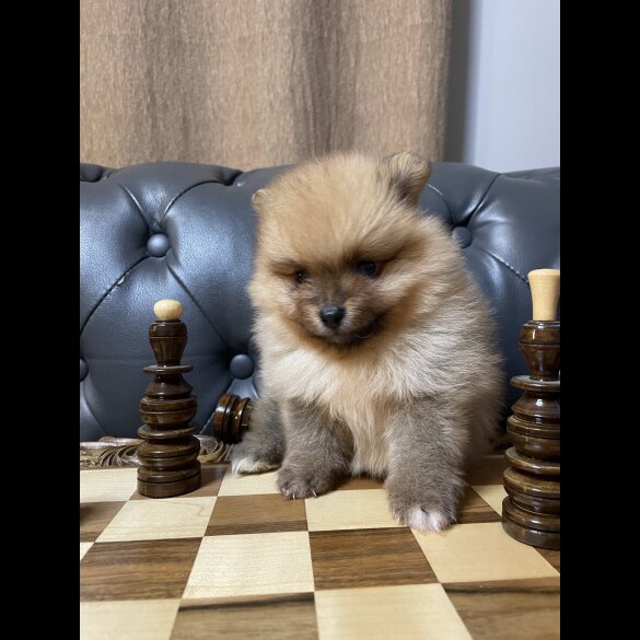 Pomeranian - Dogs