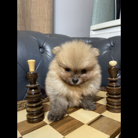 Pomeranian - Dogs