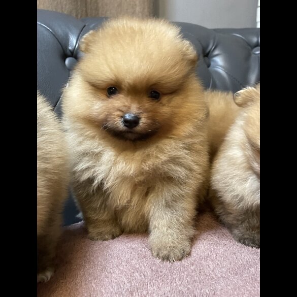 Pomeranian - Dogs
