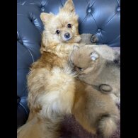 Pomeranian - Dogs
