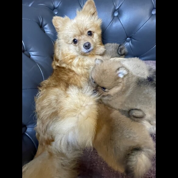 Pomeranian - Dogs