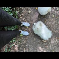 Pomeranian - Both