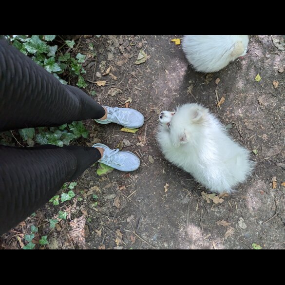 Pomeranian - Both