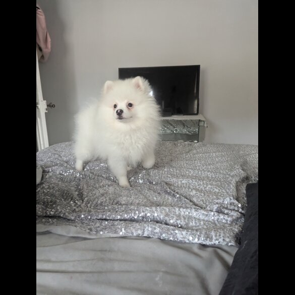 Pomeranian - Both