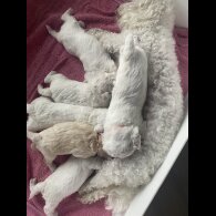Poochon - Bitches