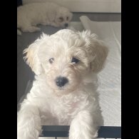 Poochon - Bitches
