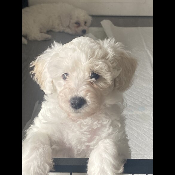 Poochon - Bitches