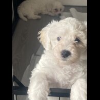 Poochon - Bitches
