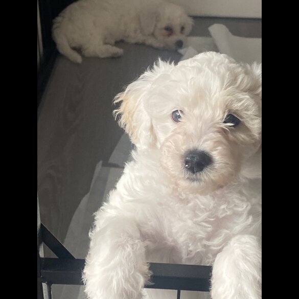 Poochon - Bitches