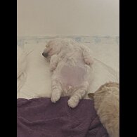 Poochon - Bitches