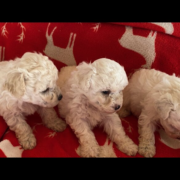 Poochon - Both