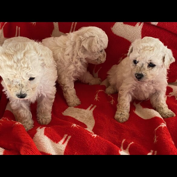 Poochon - Both