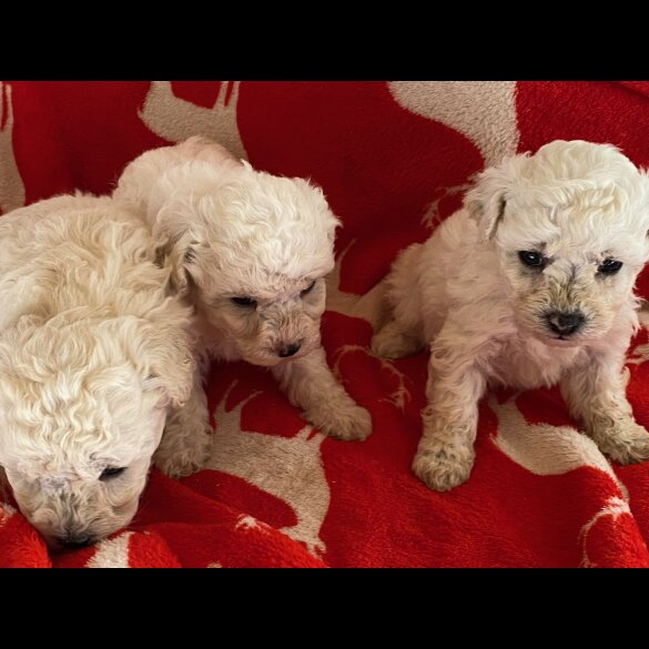 Poochon - Both