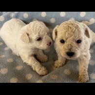 Poochon - Both