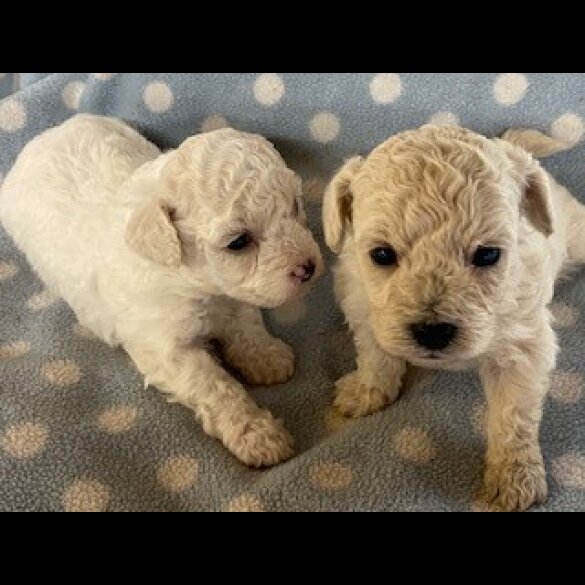 Poochon - Both