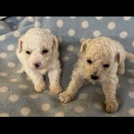 Poochon - Both