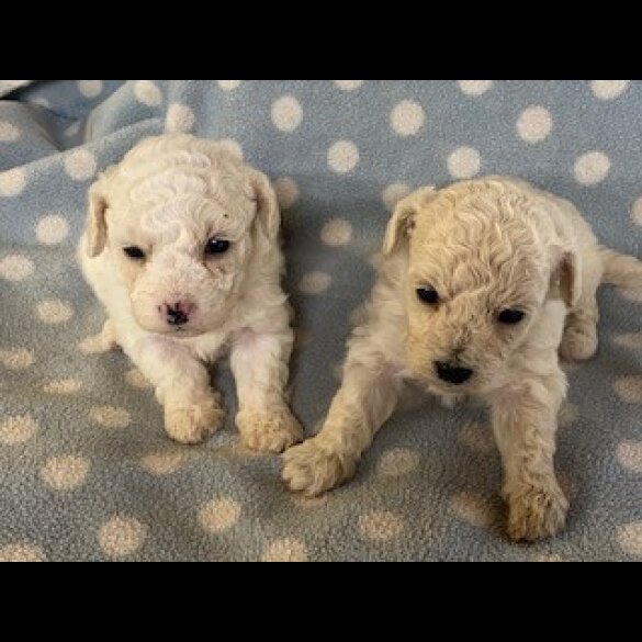 Poochon - Both