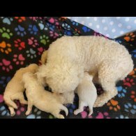 Poochon - Both
