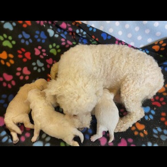 Poochon - Both