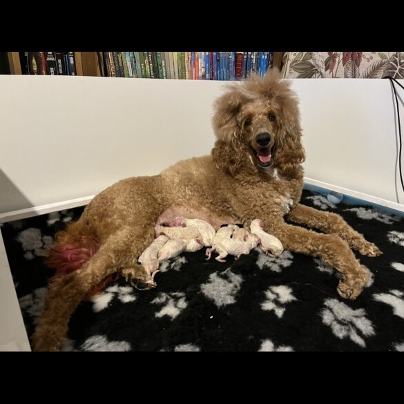 Poodle - Both