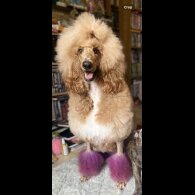 Poodle - Both