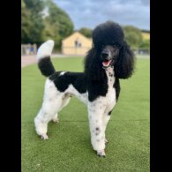 Poodle - Both