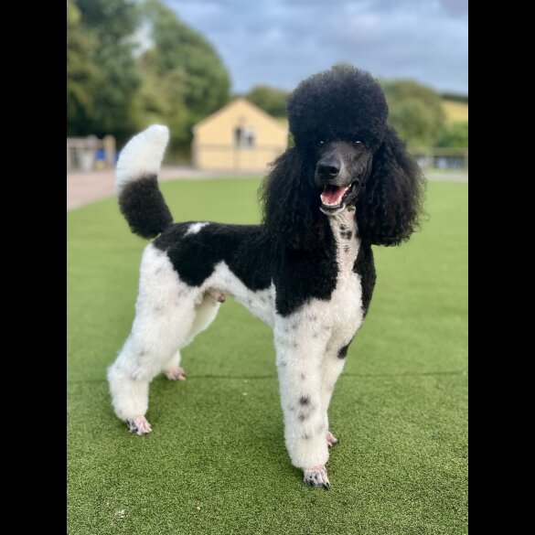 Poodle - Both