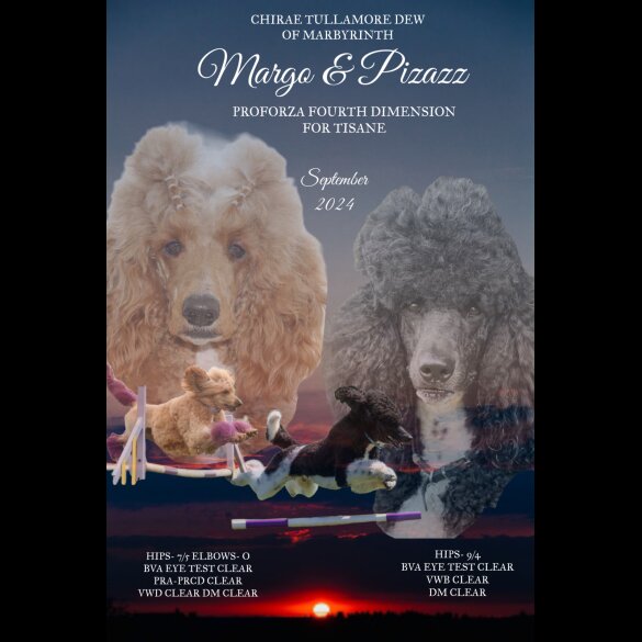 Poodle - Both