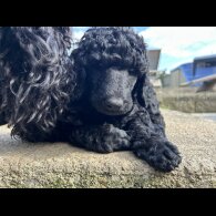 Poodle - Both
