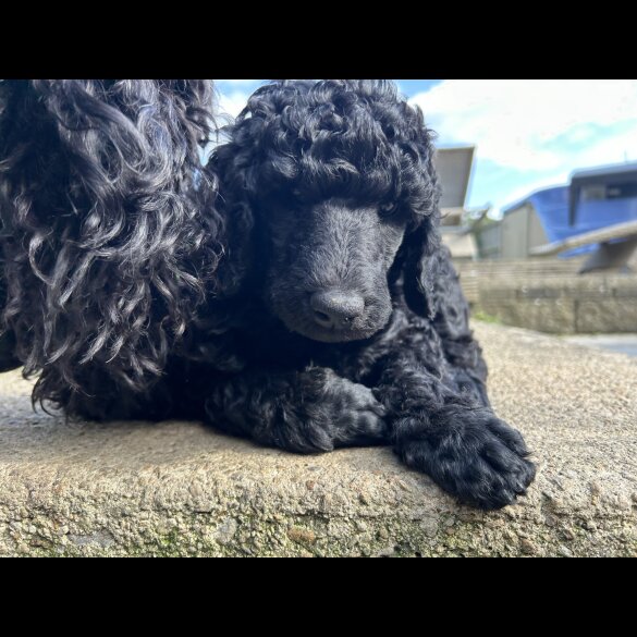 Poodle - Both