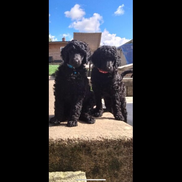 Poodle - Both
