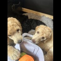 Poodle - Both