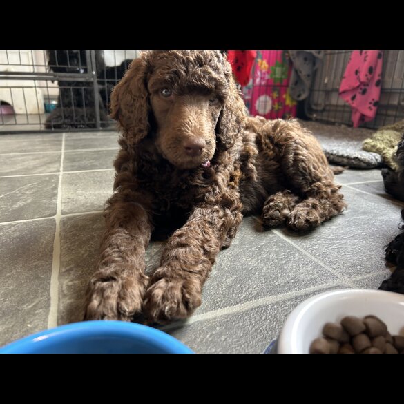 Poodle - Both