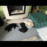 Poodle - Both
