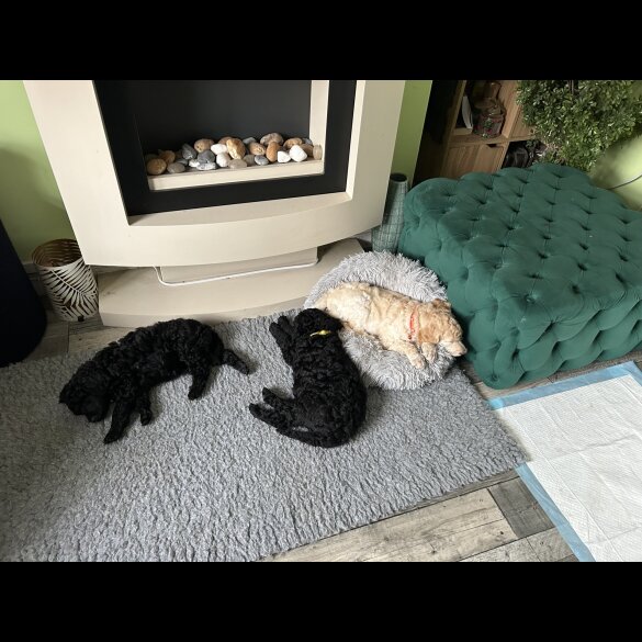 Poodle - Both