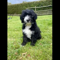 Poodle - Both