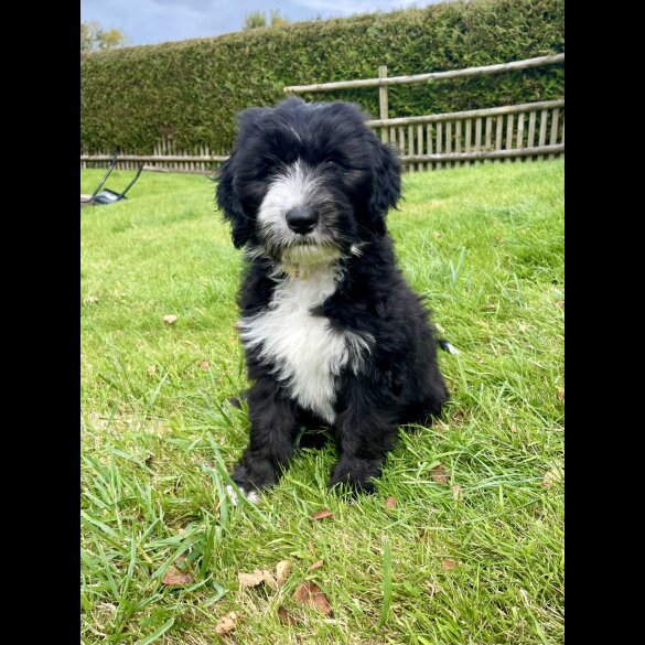 Poodle - Both