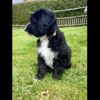 Poodle - Both