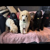 Poodle - Both