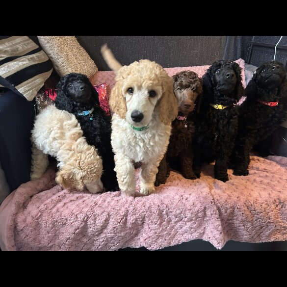 Poodle - Both