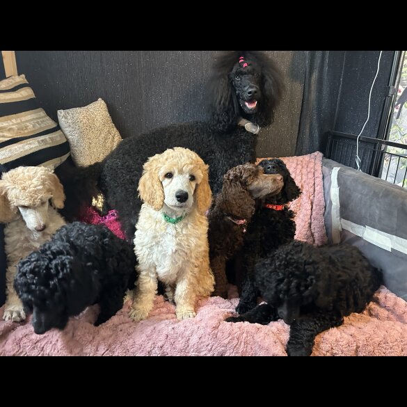 Poodle - Both