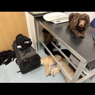 Poodle - Both