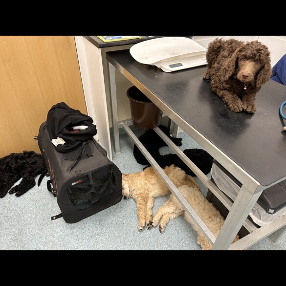 Poodle - Both