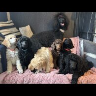Poodle - Both
