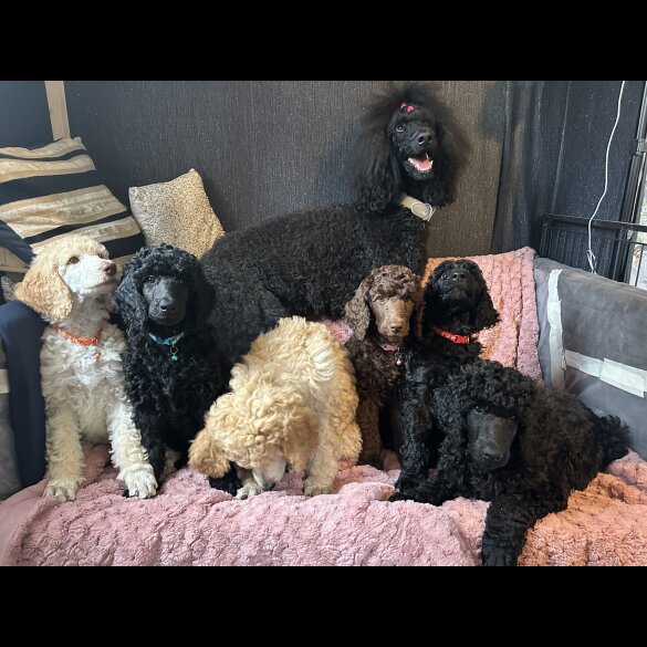 Poodle - Both