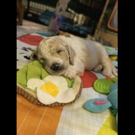 Poodle - Both